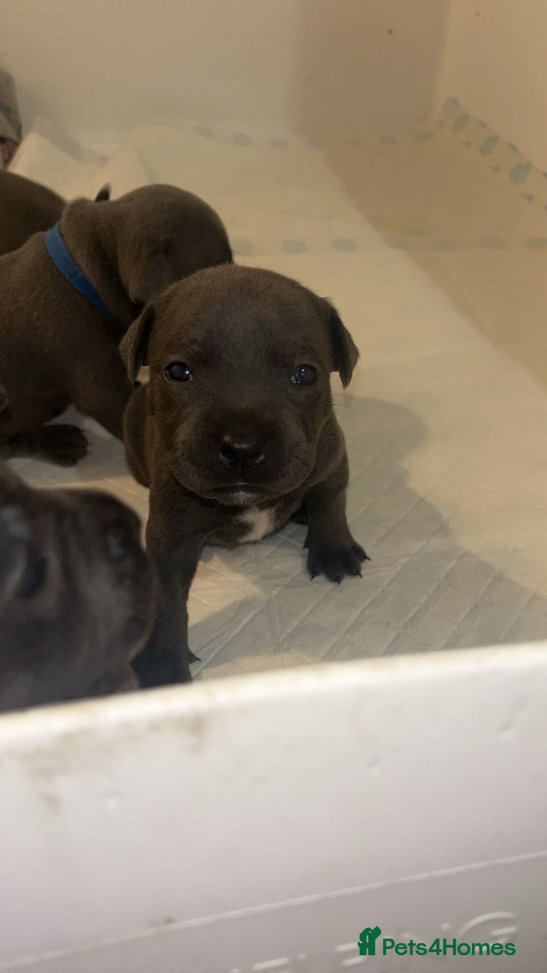 Staffordshire Bull Terrier dogs for sale: Beautiful blue staff puppies  - Image 15