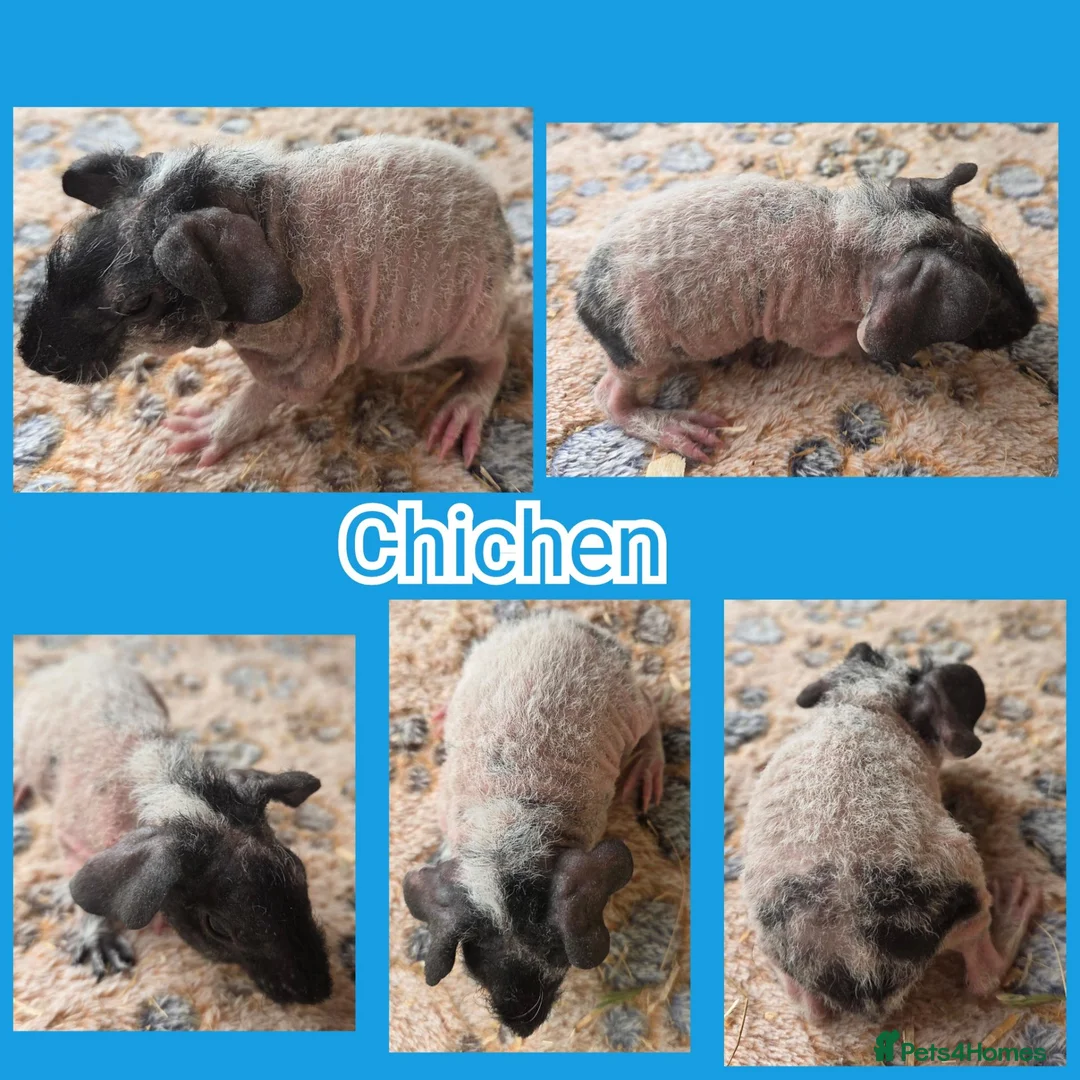 Guinea Pig rodents for sale: Baby Skinny and Furry Boy Guinea Pigs - Advert 1