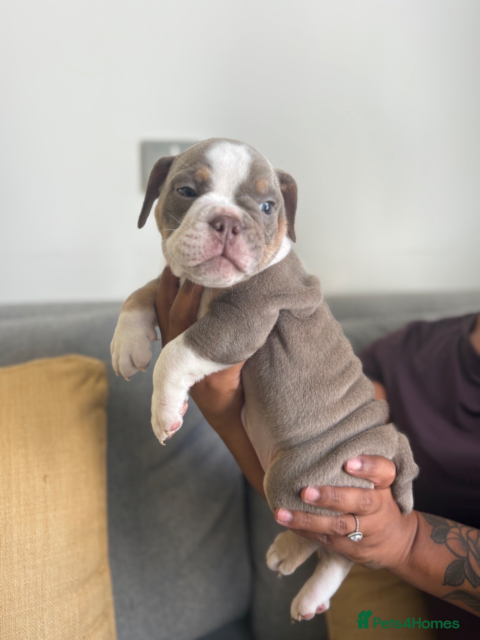 English Bulldog dogs English bulldogs ready 8th July  5 LEFT - Advert 1