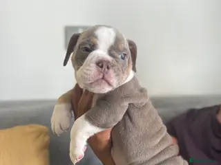 English Bulldog dogs English bulldogs ready 8th July 5 LEFT - Advert 1