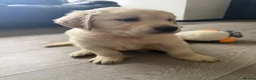 Golden Retriever dogs for sale: KC Registered Golden Retriever puppies.  - Advert 15