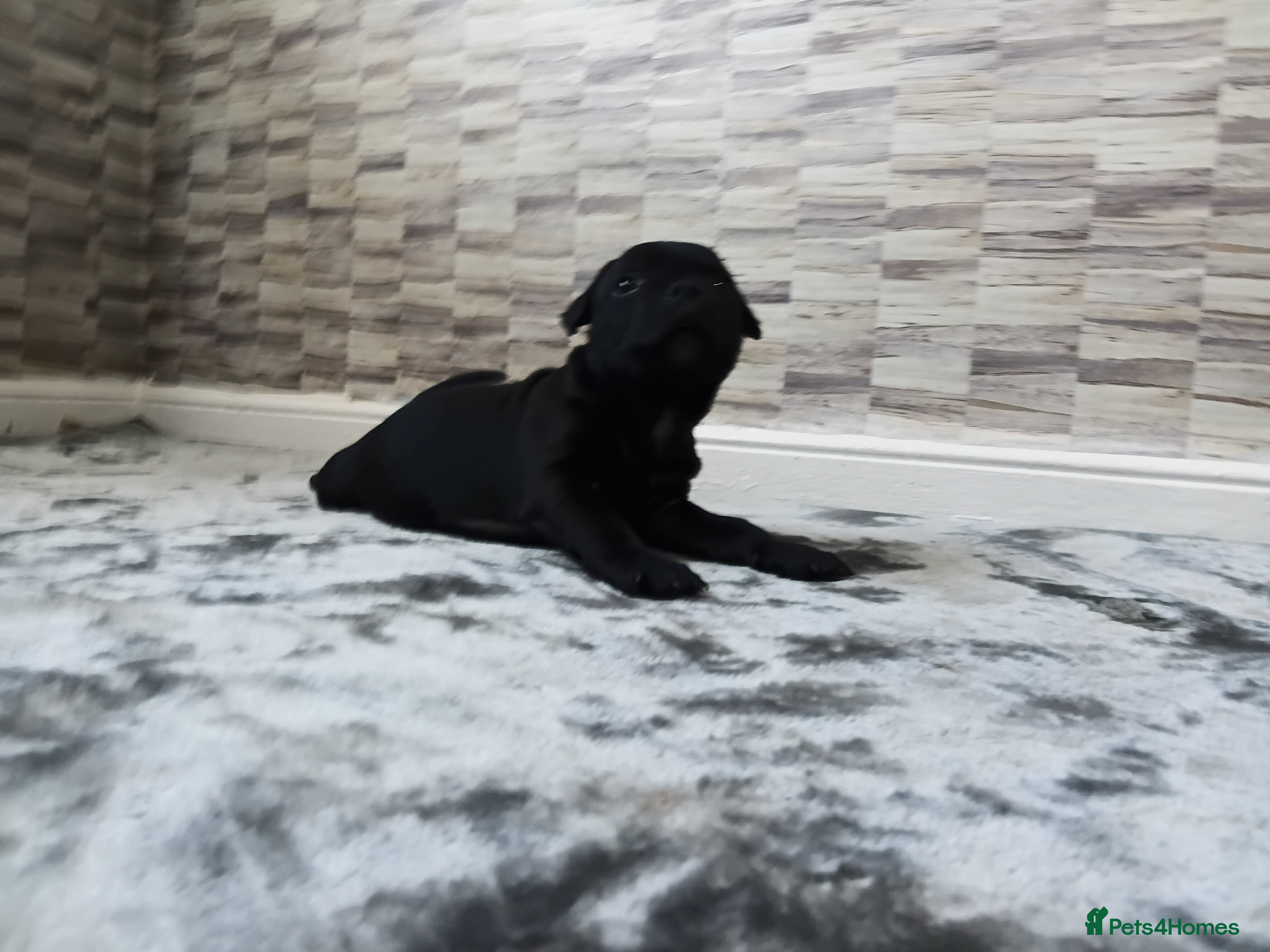 Staffordshire Bull Terrier dogs Kc registered health tested staffs (1 black male) - Advert 6