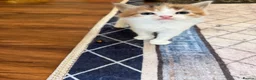 Mixed Breed cats for sale: One girl left  in Bristol - Advert 5
