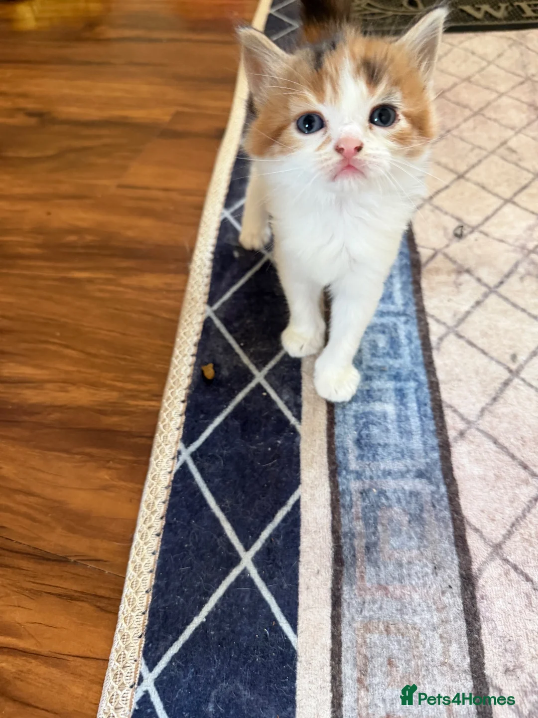 Mixed Breed cats for sale: One girl left  in Bristol - Advert 5