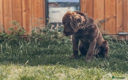 Cocker Spaniel dogs for sale: 4 months old working cocker spaniel - Image 7