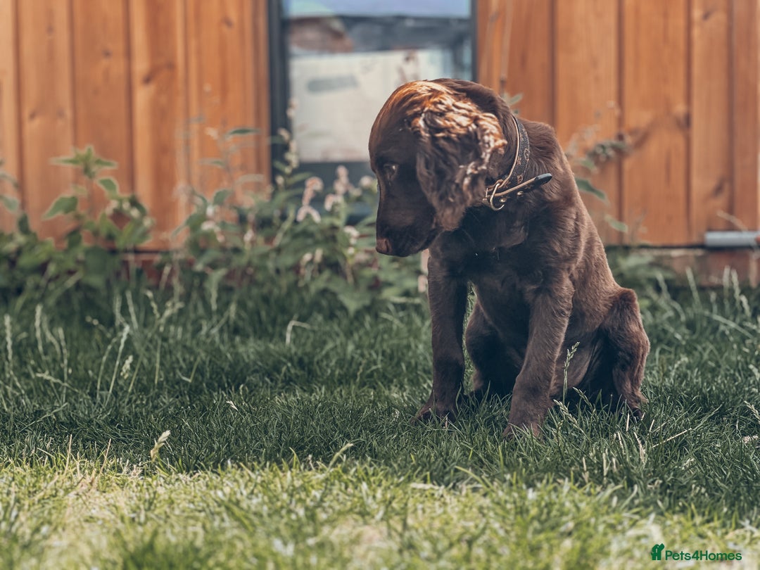 Cocker Spaniel dogs for sale: 4 months old working cocker spaniel - Image 7