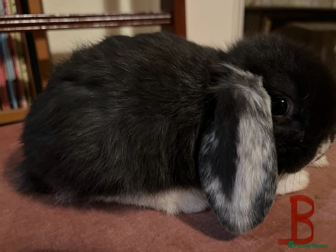 Mini Lop rabbits for sale: Fabulous Super Friendly Mini Lops - Advert 24