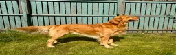 Golden Retriever dogs for stud: KC Registered Golden Retriever  - Advert 5