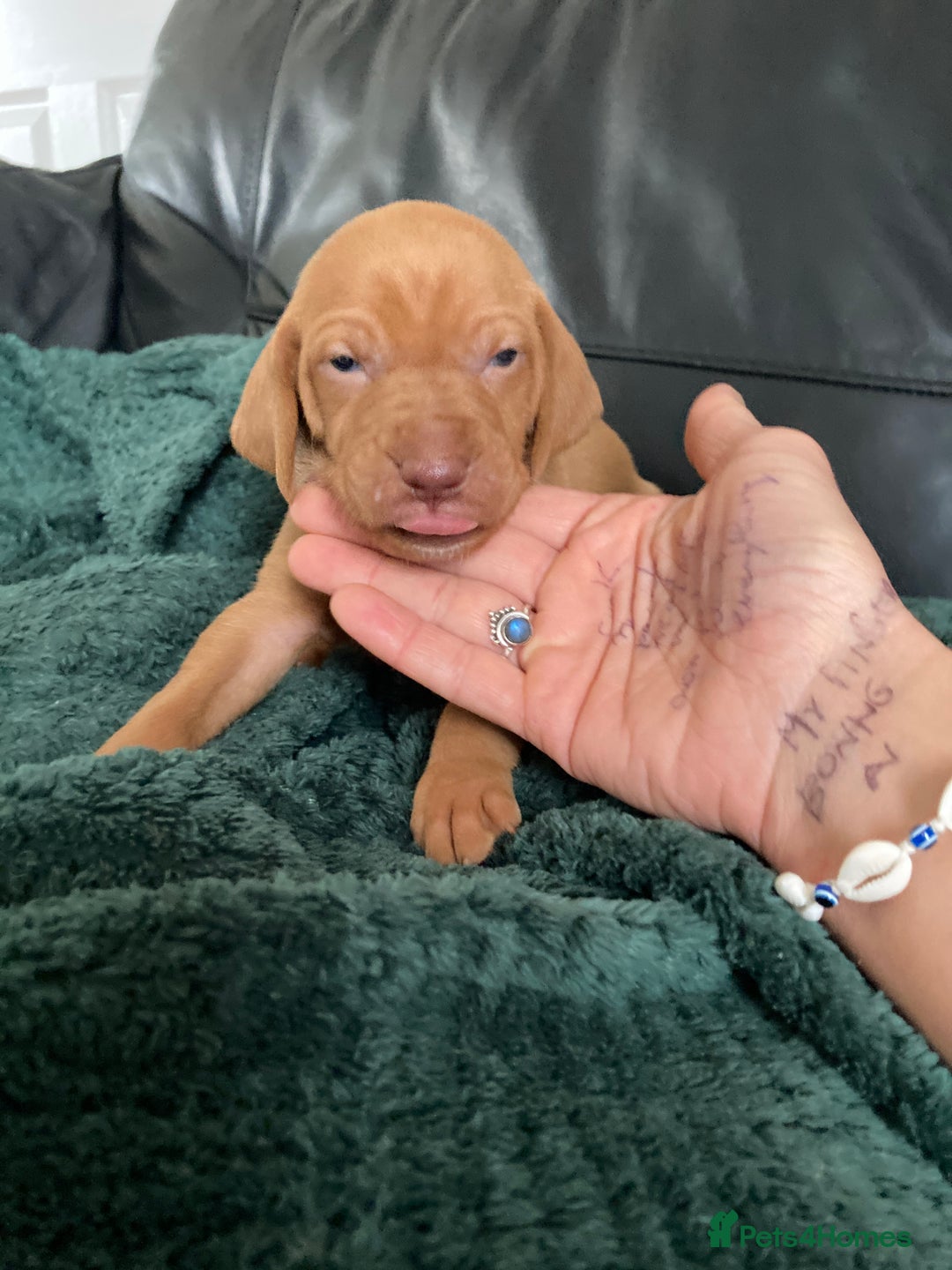 Hungarian Vizsla dogs for sale: 4 adorable Hungarian vizsla BOYS available - Image 23