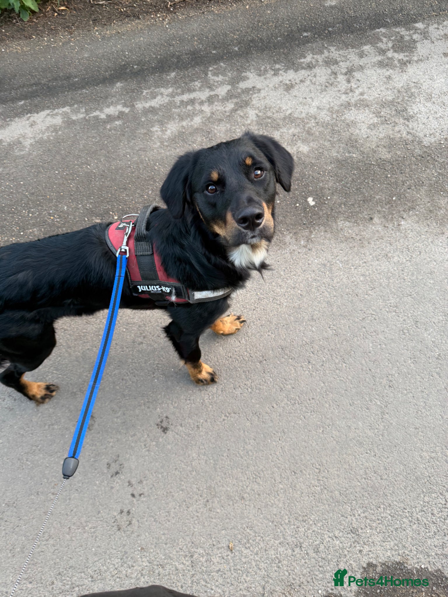 Mixed Breed dogs Stitch needs a forever home (Not £75) - Advert 7