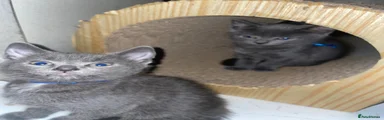 Russian Blue 2