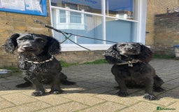 Sprocker dogs for stud: Gorgeous sprocker for stud (free)  - Image 10