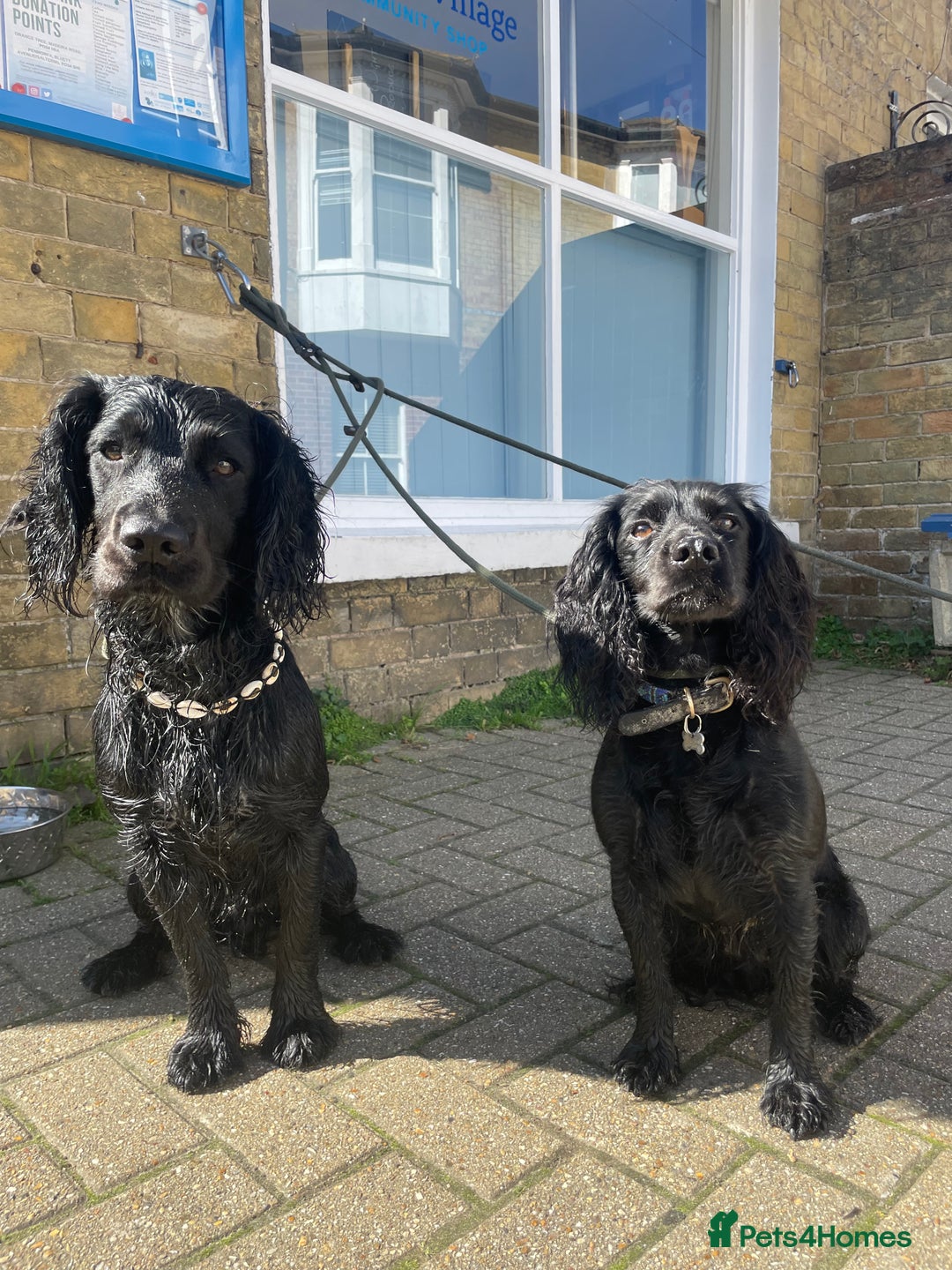 Sprocker dogs for stud: Gorgeous sprocker for stud (free)  - Image 10