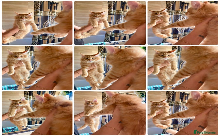 Maine Coon cats Maine Coon XXXL - Advert 16