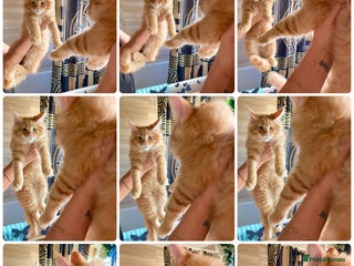 Maine Coon cats Maine Coon XXXL - Advert 2