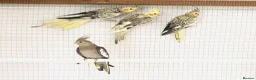 Cockatiels birds for sale: Beautiful hand tamed, untamed cockatiels for sale. - Advert 10