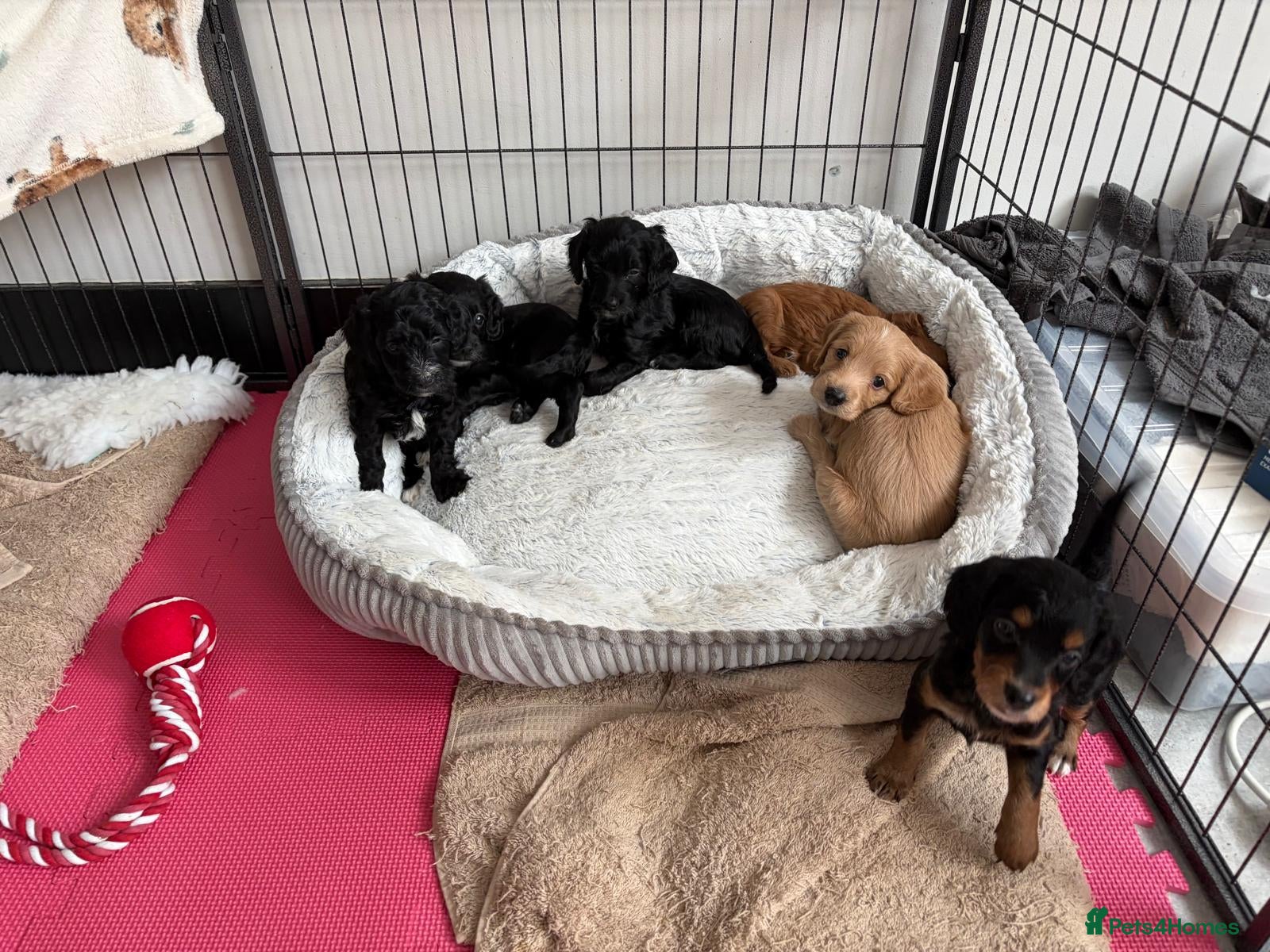 Cockapoo dogs for sale: F2 Cockapoo Puppies - Home Bred - Advert 1