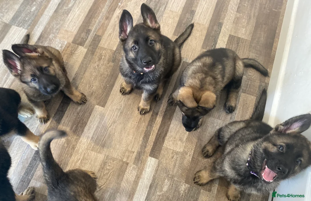German Shepherd dogs for sale: Beautiful German shepherd pups **DM Clear!** - Advert 15