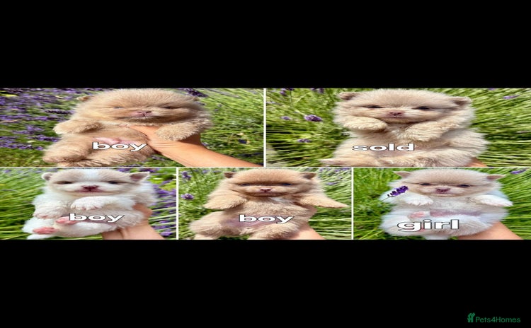 Pomeranian dogs - Advert 3