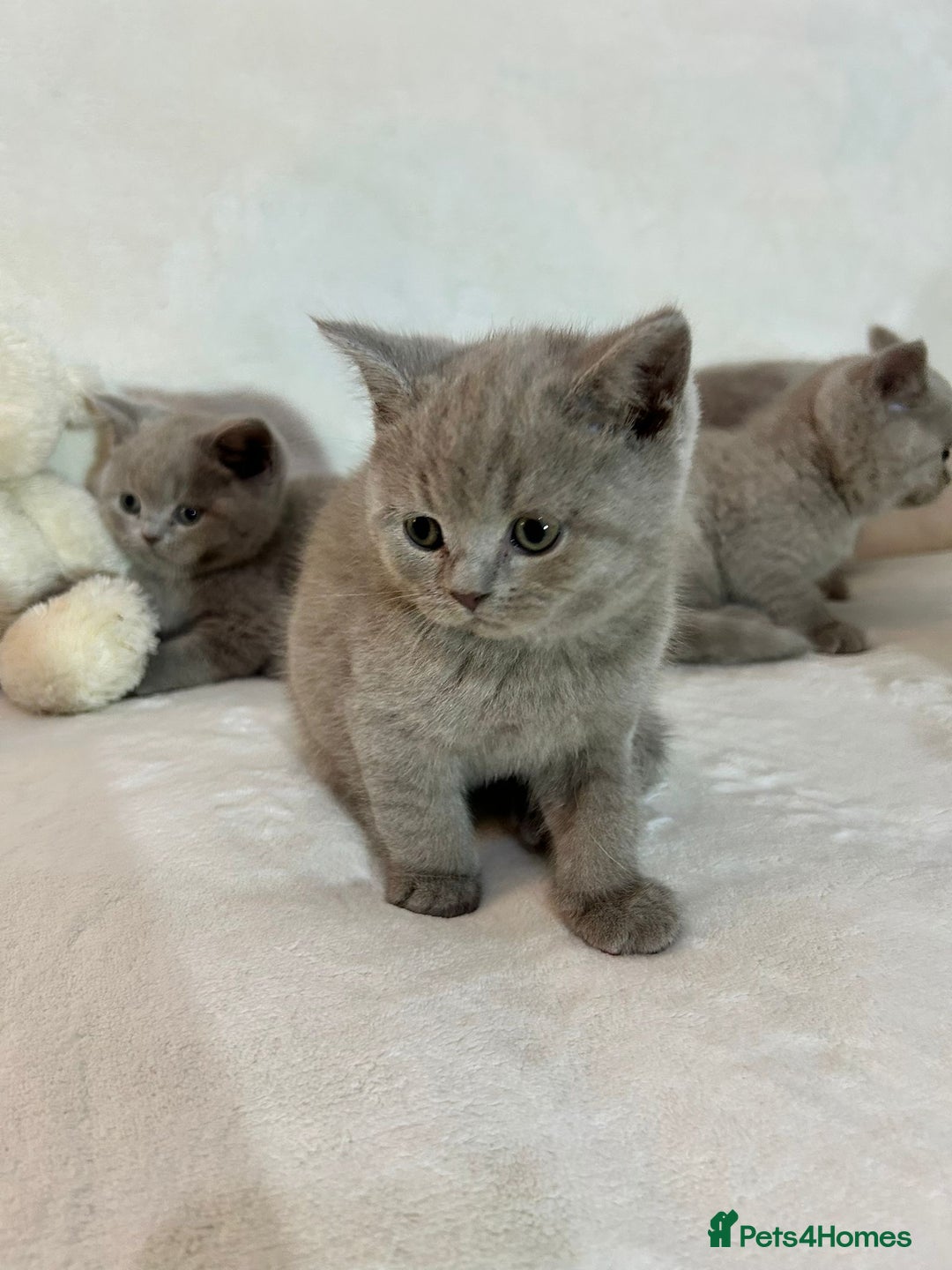 British Shorthair cats for sale: Stunning British Shorthair Lilac are available  - Advert 4