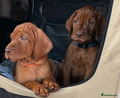 Hungarian Vizsla dogs - Advert 4