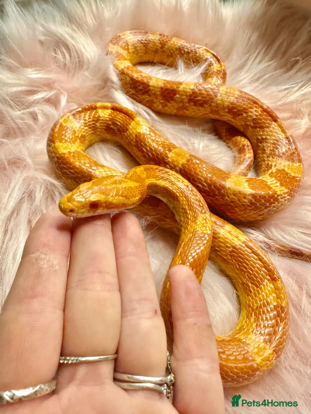 Corn Snake reptiles for sale: Amel Corn Snake High Red Line, Adult Male - Advert 1