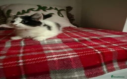 Mixed Breed cats for sale: 2 Adorable Fluffy Kittens  - Image 2