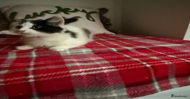 Mixed Breed cats - Advert 3