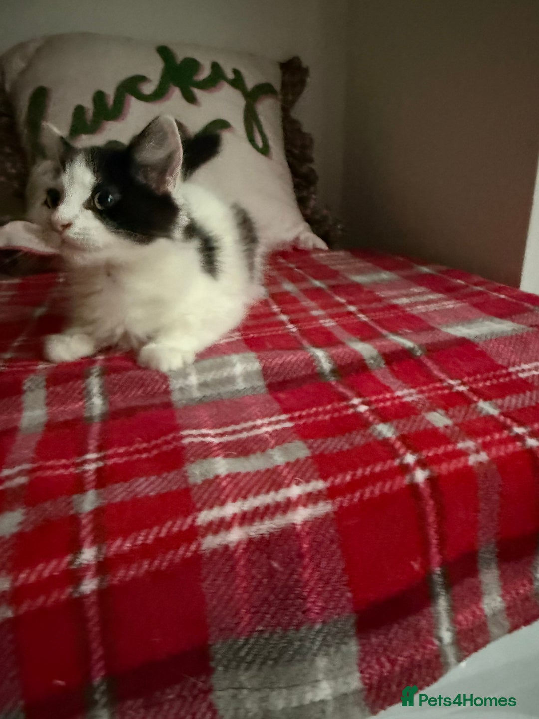 Mixed Breed cats for sale: 2 Adorable Fluffy Kittens  - Image 2