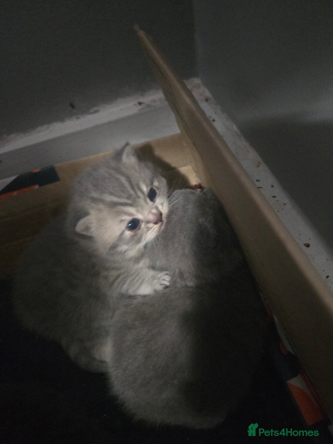 British Shorthair cats for sale: THREE BRITISH SHORTHAIR KITTENS FOR SALE - Advert 6