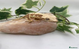 Gecko reptiles for sale: Red based Lily white and extreme harlequin £60/85  - Image 6
