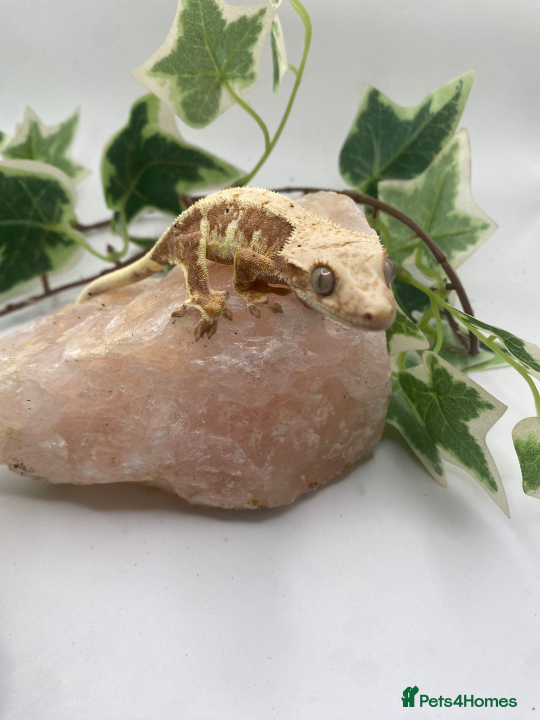 Gecko reptiles for sale: Red based Lily white and extreme harlequin £60/85  - Image 6