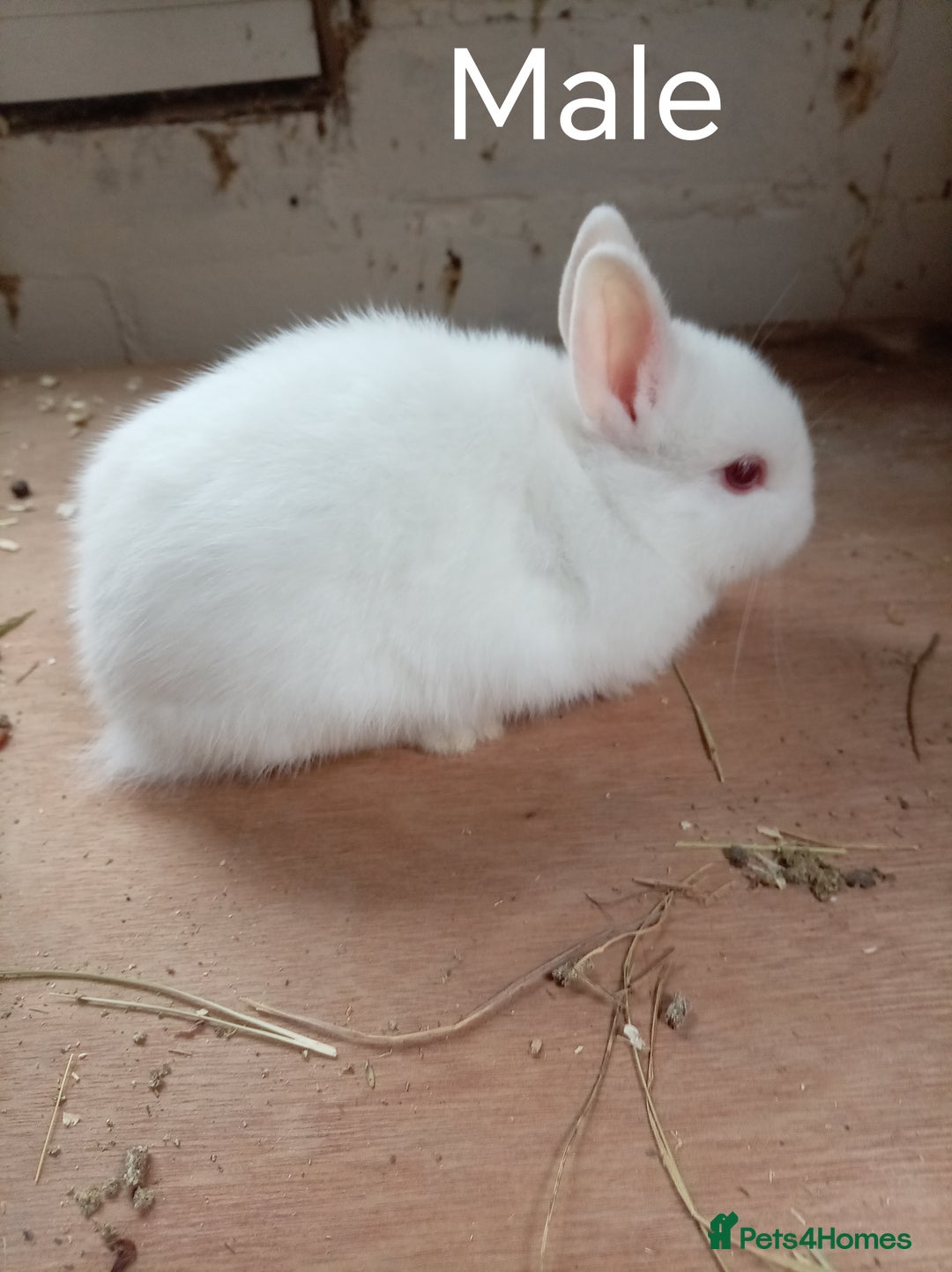 Netherland Dwarf rabbits for sale: Netherland dwarf females and males - Advert 5