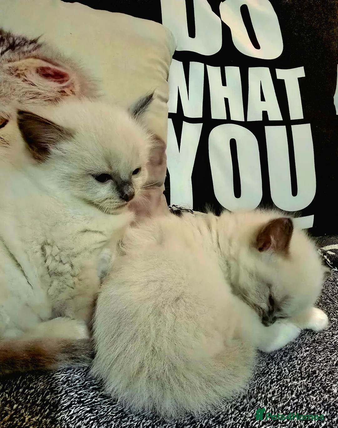 Ragdoll cats for sale: Radgolls kittens  - Advert 7