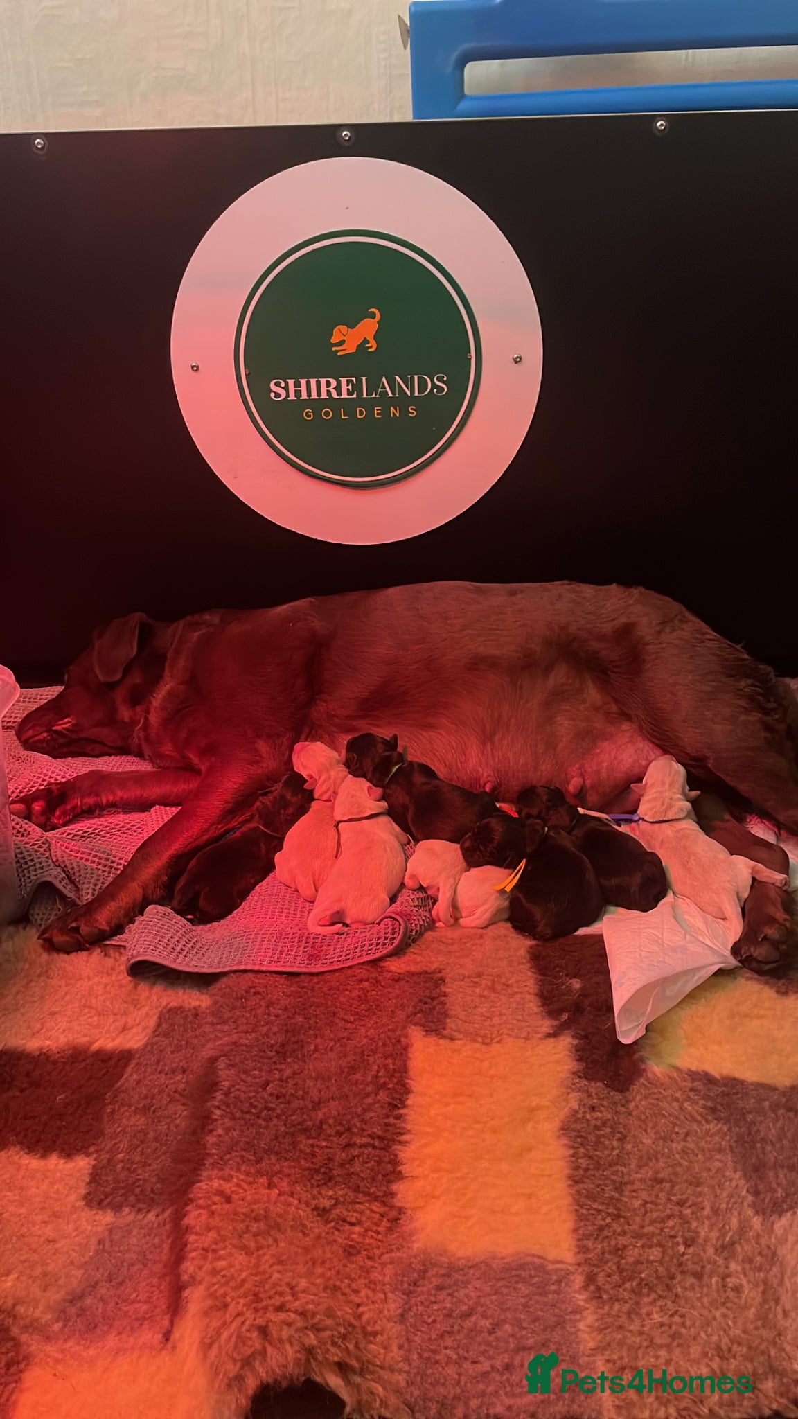 Goldador dogs Stunning Goldador Puppies  - Advert 12