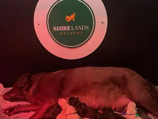 Goldador dogs Stunning Goldador Puppies - Advert 12