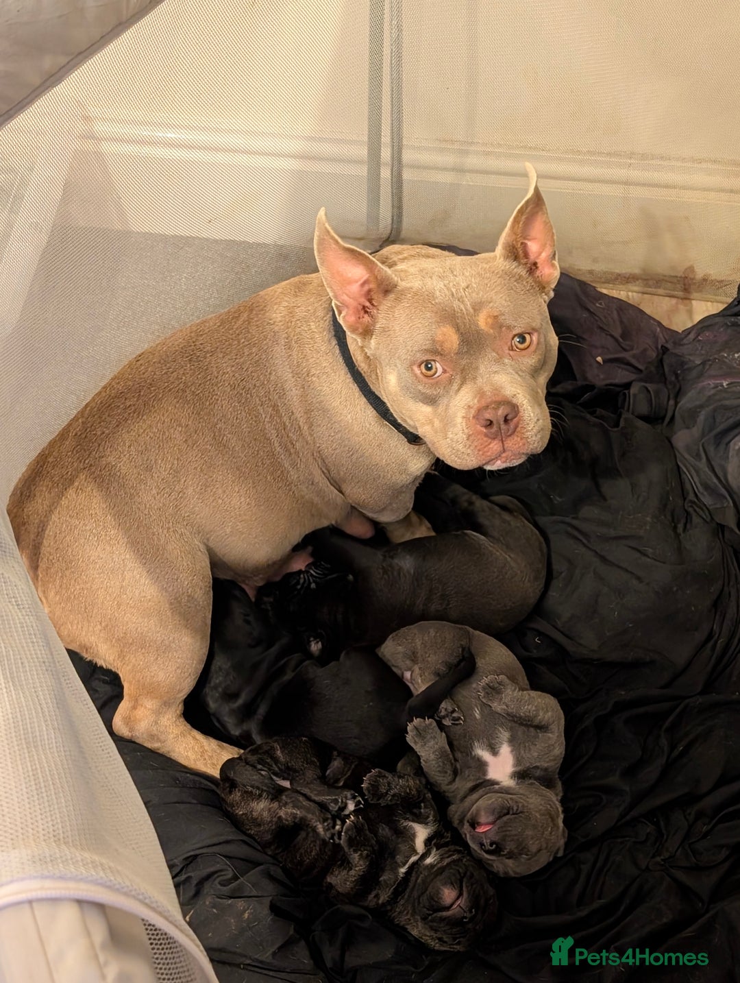 Mixed Breed dogs for sale: American pocket Corso puppies  - Advert 3