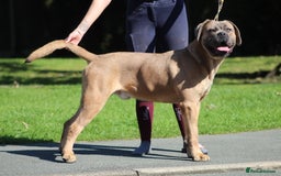 Cane Corso dogs for stud: 🧊 ANTIQUA FORTIS DA’VINCI OF PETRAANGELZ 🧊 - Image 5