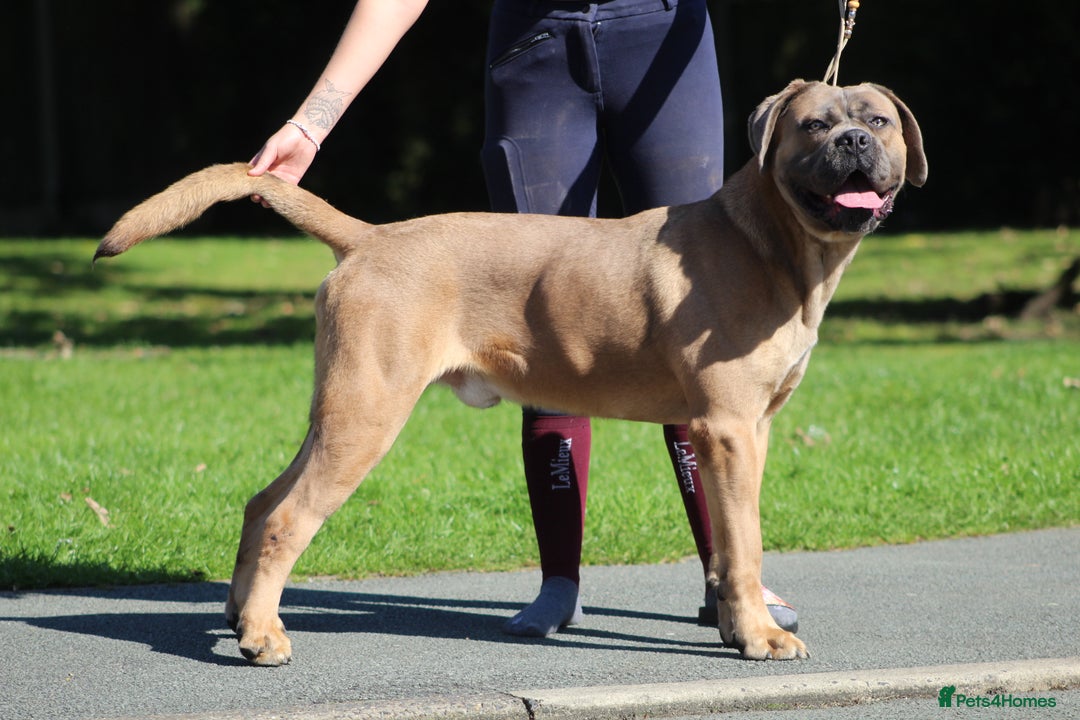 Cane Corso dogs for stud: 🧊 ANTIQUA FORTIS DA’VINCI OF PETRAANGELZ 🧊 - Image 5