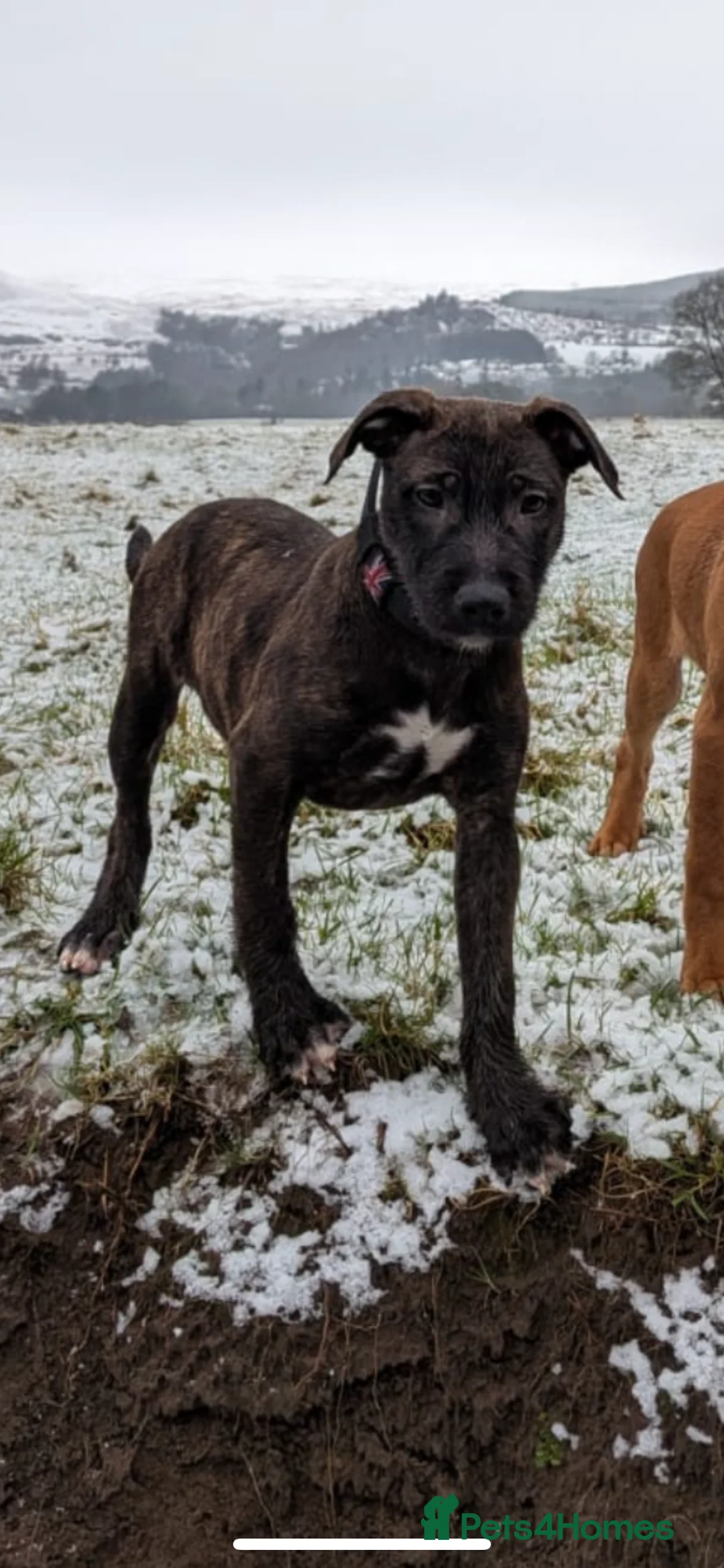 Mixed Breed dogs for sale: 15 weeks old terrier girl - Advert 3