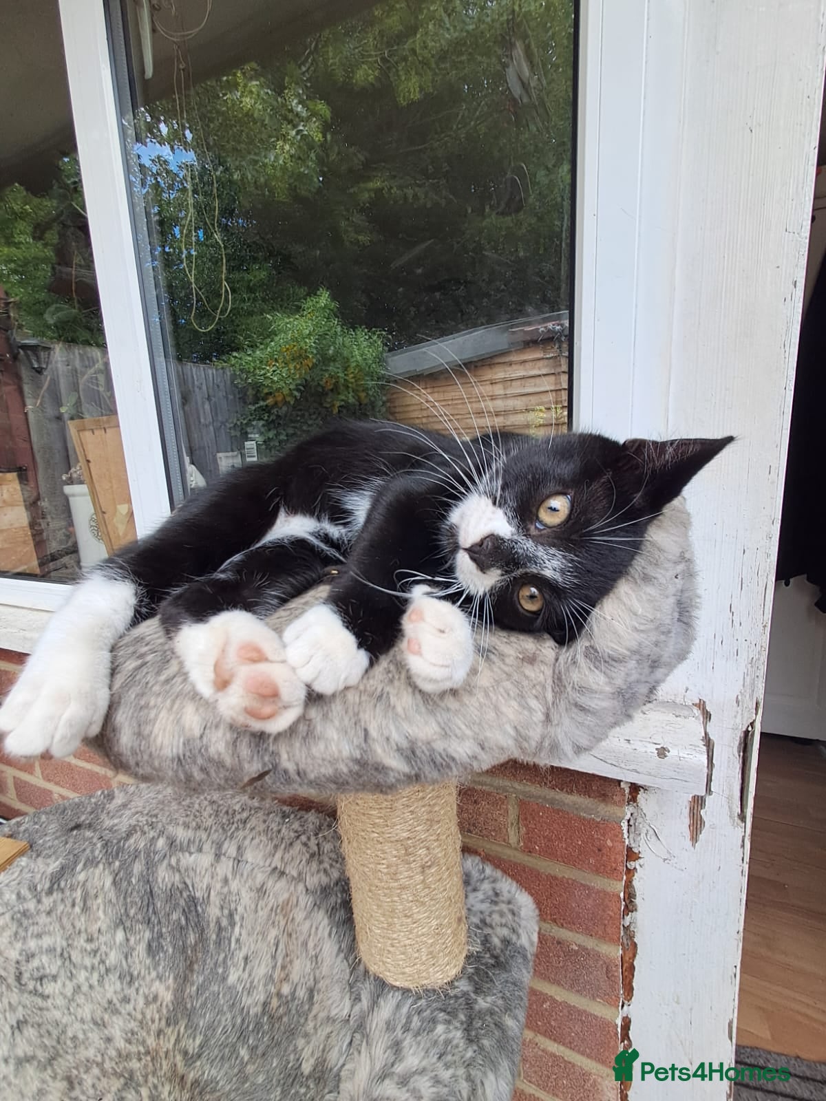 Mixed Breed cats Two Sweety boys one Black/white boy and tabby boy  - Advert 1