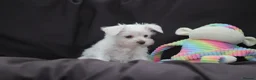 Miniature Schnauzer dogs for sale: 🐾 CHOCOLATE GENE KC MINIATURE SCHNAUZER 🐾 - Advert 10