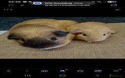 Guinea Pig rodents for sale: 4 friendly male boars looking for a new home - Image 5