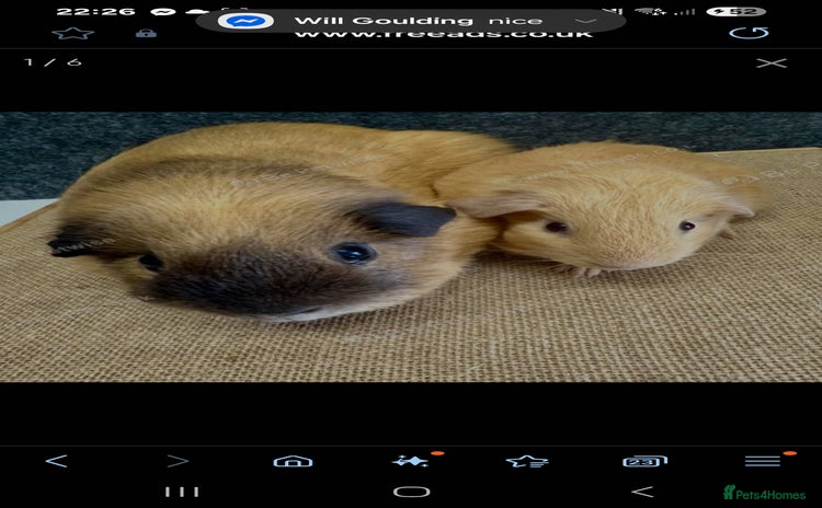 Guinea Pig rodents - Advert 13