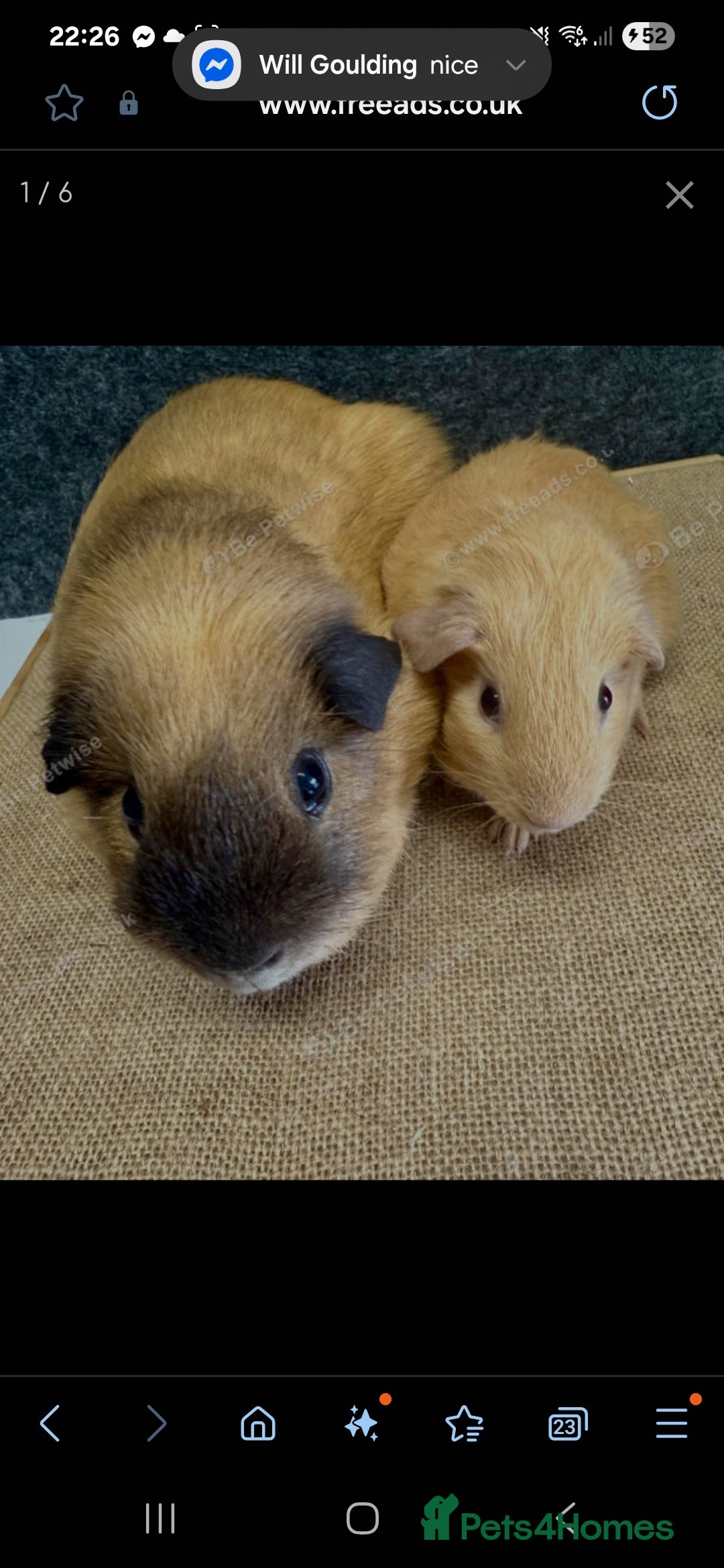 Guinea Pig rodents for sale: 4 friendly male boars looking for a new home - Image 5