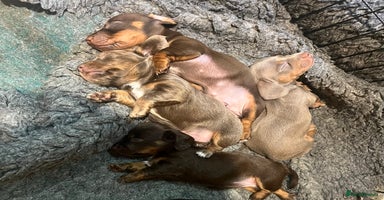 Miniature Dachshund dogs - Advert 2