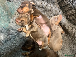 Miniature Dachshund dogs - Advert 10