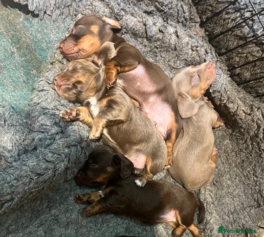 Miniature Dachshund dogs - Advert 1