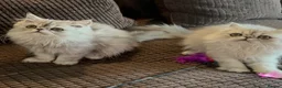 Persian cats for sale: 6 affectionate full Persian kittens ready now - Advert 5