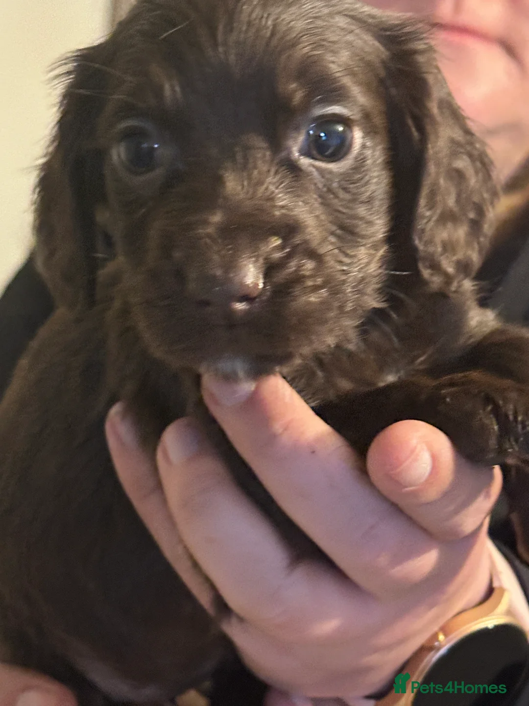 Cocker Spaniel dogs for sale: 1,500 - Advert 10